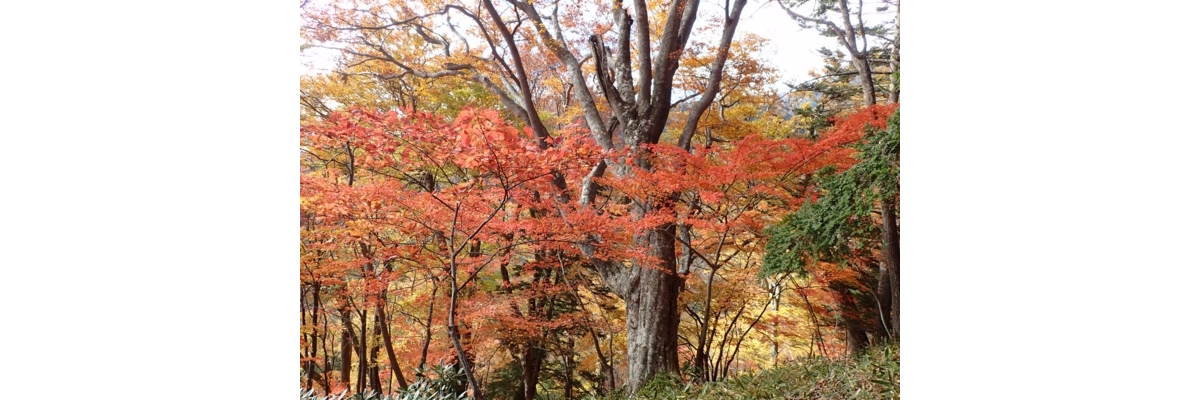 日光のブナ林(2018年宇都宮大会エクスカーション)