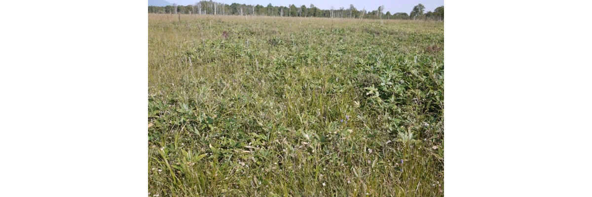 美唄湿原(2010年札幌大会エクスカーション)